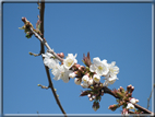 foto Fiori